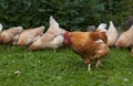 Rooster and chickens on traditional free range poultry farm. Close up of red hen walking on grass. Royalty Free Stock Photo