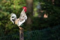 Rooster or chickens on traditional free range poultry farm Royalty Free Stock Photo