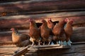 Rooster or chickens on traditional free range poultry farm Royalty Free Stock Photo