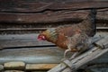 Rooster or chickens on traditional free range poultry farm Royalty Free Stock Photo