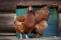 Rooster or chickens on traditional free range poultry farm Royalty Free Stock Photo