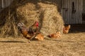 Rooster with chickens walking on a hay at the countryside. flock of chickens grazing on the hay. Hen grazing in field. Welsummer