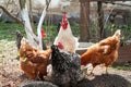 Rooster and chickens. White rooster and chickens for feeding. Feeding poultry at the farm Royalty Free Stock Photo