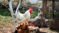 Rooster and chickens. White rooster and chickens for feeding. Poultry on the farm Royalty Free Stock Photo