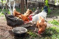 Rooster and chickens. White rooster and hens at feeding. Poultry on a farm Royalty Free Stock Photo