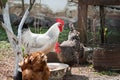 Rooster and chickens. White rooster and hens at feeding