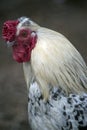 Rooster side view Royalty Free Stock Photo