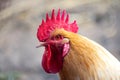 Rooster close-up farm game natural meat red poultry brown red Royalty Free Stock Photo