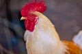 Rooster closeup