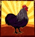 Rooster -