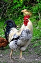 Rooster (Cock) Royalty Free Stock Photo