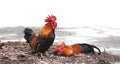 Rooster cock crowing, while female bantam incubate the eggs. Cock-a-Doodle