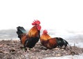 Rooster cock crowing, while female bantam incubate the eggs.