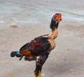 Rooster Cock fighting