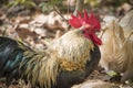 Rooster cock in the garden.male bantam in nature farming