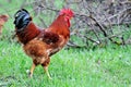 Rooster on green meadow