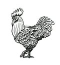 Rooster or hand drawn in medieval engraving style. Gorgeous farm bird isolated on white background. Vector illustration in mo Royalty Free Stock Photo