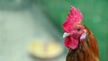 Rooster. cock head close-up. domestic bird Royalty Free Stock Photo