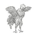 Rooster. Illustration in Vintage engraving style. Grunge label, sticker for the farms and manufacturing depicting