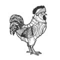 Rooster cock in knight armor sketch vector