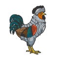 Rooster cock in knight armor sketch vector