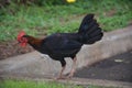 Rooster or a wandering in the garden