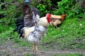 Rooster (Cock) with Wings Spread Royalty Free Stock Photo