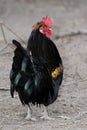 Rooster or Cockerel Bird Royalty Free Stock Photo