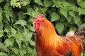 Rooster Cockerel Bird. Royalty Free Stock Photo