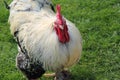Rooster Cockerel Bird. Royalty Free Stock Photo