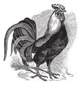 Rooster or Cockerel or Cock or Gallus gallus vintage engraving