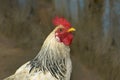 Rooster or cockerel, the male of the domestic fowl or chicken, Gallus domesticus Royalty Free Stock Photo