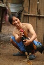 Rooster before cockfighting