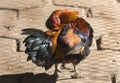 Rooster with colored feathers Gallus lafayetii arranges its feathers.