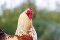 Rooster with colorful feathers in the garden close up Royalty Free Stock Photo