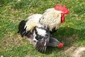 Rooster copulating with hen on a farm