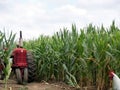 vintage red tractor in corn field Royalty Free Stock Photo