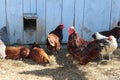 Rooster in Coversation Royalty Free Stock Photo