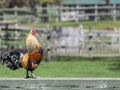 Rooster crowing