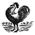 The rooster is crowing on farm in the morning