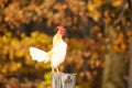 Rooster Crowing on a Fencepost