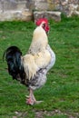 Rooster crowing on the grass in a small traditional organic farm yard Royalty Free Stock Photo