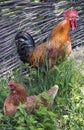 Rooster is crowing while hen is sitting on eggs Royalty Free Stock Photo