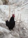 Rooster crowing in the morning Rooster giving the wake up signal Black rooster , Dwarf chicken  Blackcock. Black cock Chicken, bir Royalty Free Stock Photo