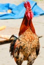 Rooster crowing portrait