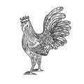 Rooster in the crown sketch vector illustration