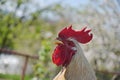 Rooster crows Royalty Free Stock Photo