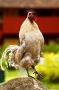 Rooster crows from an elevated position Royalty Free Stock Photo