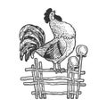 Rooster crows on fence sketch vector illustration