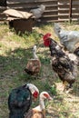 The rooster crows. Indo duck walks nearby. Free range poultry Royalty Free Stock Photo